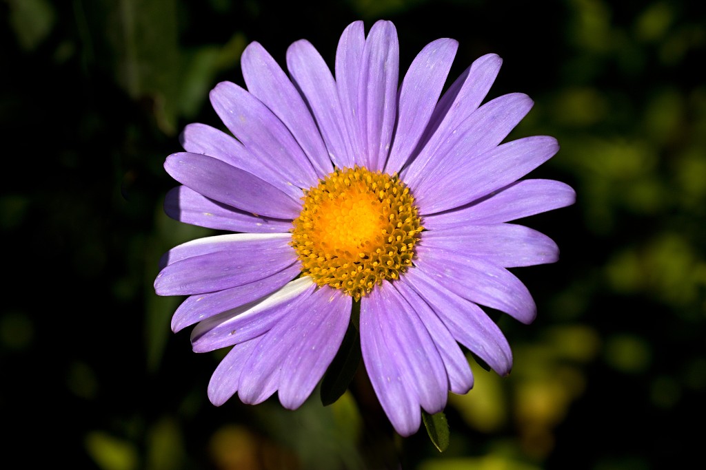 nationaal park de groote peel grote natuurgebied natuur hdr brabant limburg staatsbosbeheer turf veen heide hei bos bossen